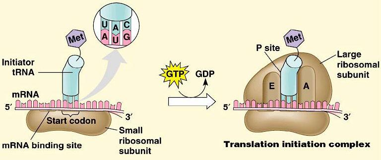 Control of Translation Block initiation stage o regulatory proteins attach to 5 end of mrna prevent attachment of ribosomal subunits & initiator trna block