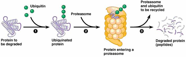 degradation o Ubiquitin tagging & proteosome degradation Cancers = Cell Cycle Genes Cancer results from genetic changes that affect the cell cycle o Proto-oncogenes