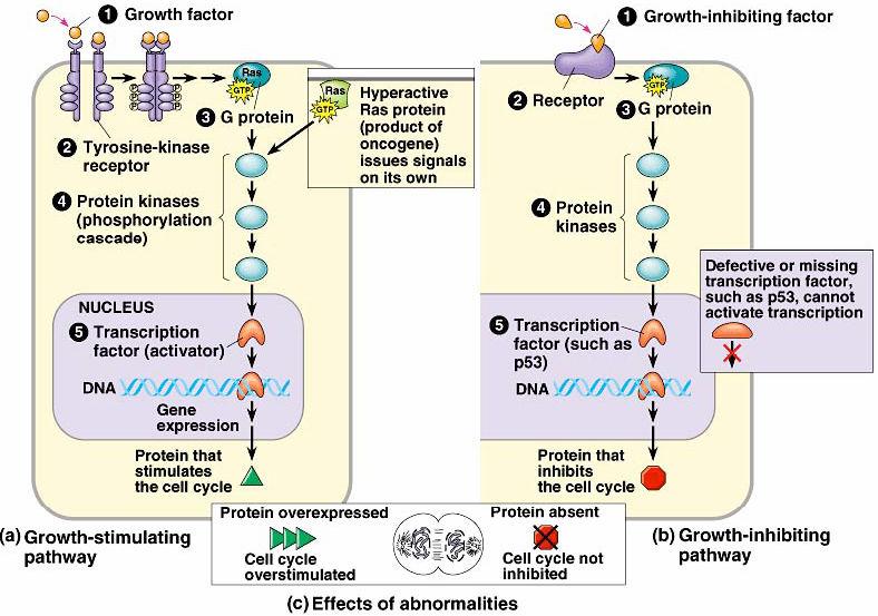 Effects of Signal Pathways p53 gene Guardian of the Genome o The anti-cancer gene o After DNA damage is