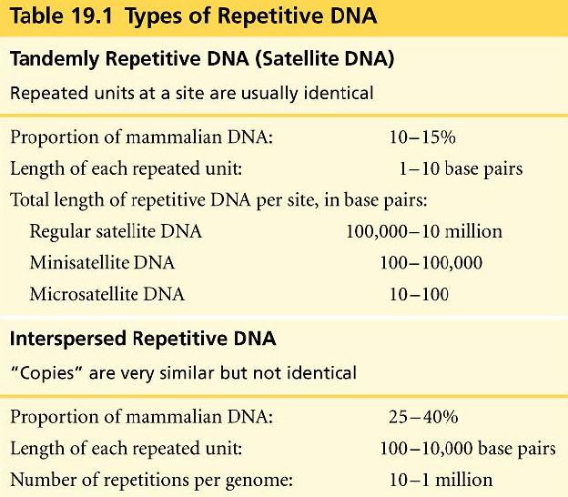 Repetitive DNA Repetitive DNA & other noncoding sequences