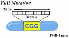 gene not expressed & protein (FMRP) not produced function of
