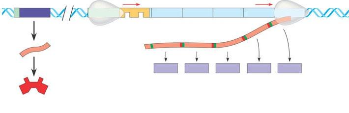 Repressible Operons turn-off-able Negative Gene Regulation Normally Turned ON DNA Regulatory gene mrna Promoter 5ʹ trpr 3ʹ RNA polymeras Promoter Operator Start codon mrna trp operon Genes of operon
