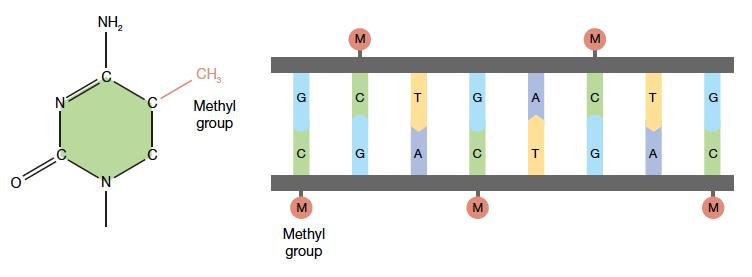 Regulation of Chromatin DNA Methylation The DNA itself can also be methylated.