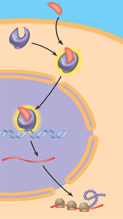 Coordinately Controlled Genes in Eukaryotes Steroid hormone enters cell, binds to intracellular receptor which serves as the transcription activator.