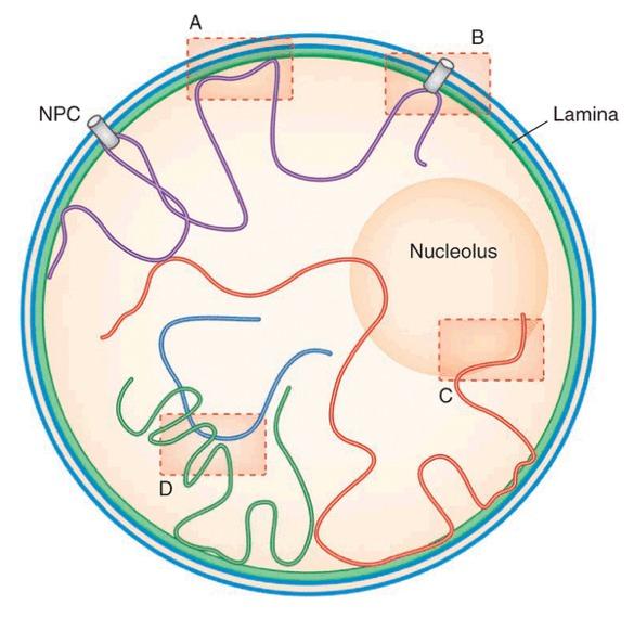 Nuclear Architecture and Gene Expression The areas where chromosomes overlap (D) are rich in RNA