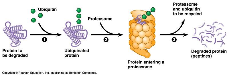 Protein Processing & Degradation To mark a particular protein for destruction, an ubiquitin molecule is attached to the protein, this triggers a larger