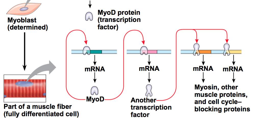 The MyoD protein is a transcription factor that