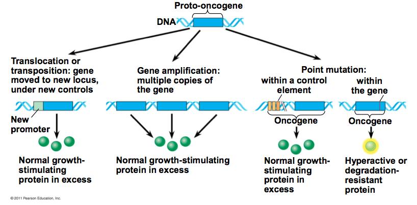 In general, oncogenes lead to an increase in the gene product (too much of the protein) or the intrinsic activity