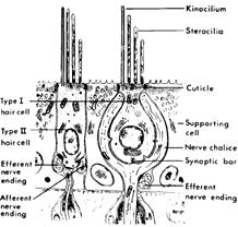 Completely Surround Type 1 Hair Cells Small Bouton