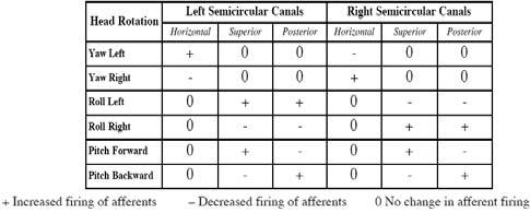 Relative Locations of the Canals Sensory Transduction by Semicircular Canals Factors involved in establishing the discharge properties of semicircular canal afferents during angular head rotations: