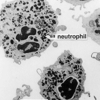 and mature neutrophils mature has