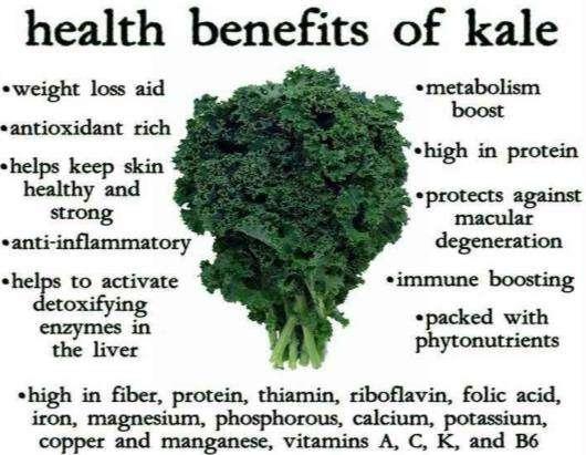 What is Kale? Research Report Kale is a form of cabbage (Brassica oleracea Acephala Group), dark green or purple in color. It is considered as a wild cabbage.
