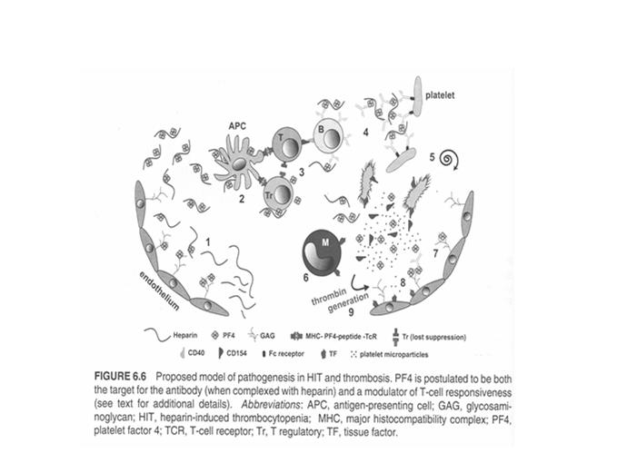Heparin-Induced Pathogenesis : Mechanism and Timing classic immune-mediated (minor) platelet activation dependant (major) Immune