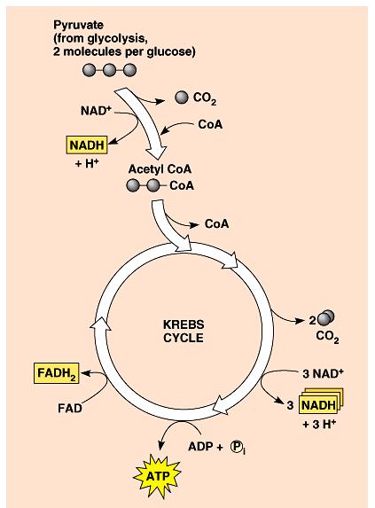 The conversion of pyruvate and the Krebs cycle