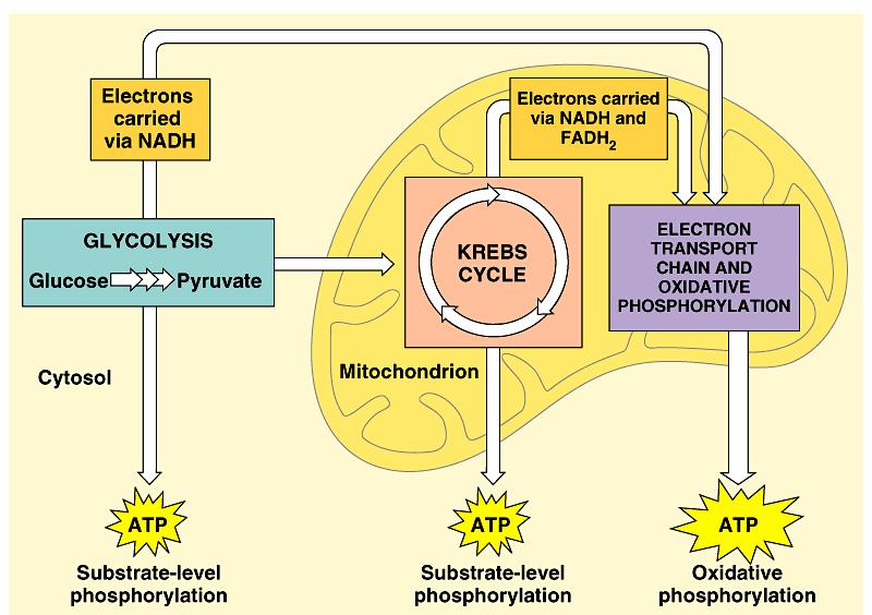 1. Respiration involves glycolysis, the Krebs cycle, and electron transport: an overview Respiration occurs in three
