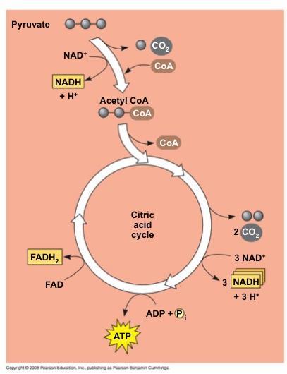 The citric acid cycle, also called the Krebs cycle, takes place within the mitochondrial matrix