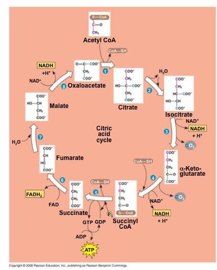 The citric acid cycle has eight steps, each catalyzed by a specific enzyme The acetyl group of acetyl CoA joins the cycle by combining with oxaloacetate, forming citrate The next seven