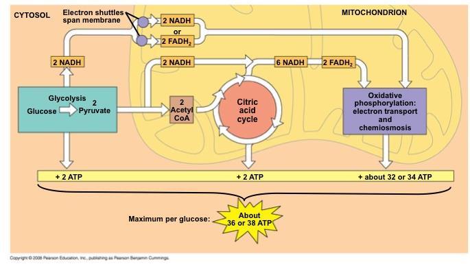 An Accounting of ATP Production by Cellular Respiration During cellular respiration, most energy flows in this sequence: glucose NADH electron