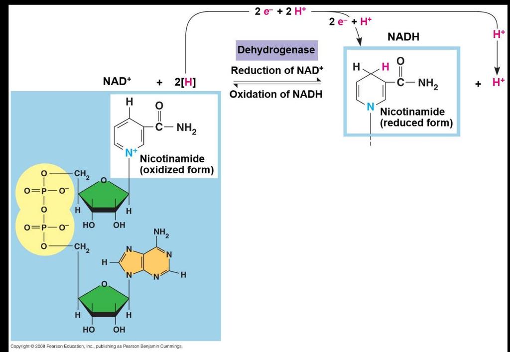 Stepwise Energy Harvest via NAD + and the Electron Transport Chain In cellular respiration, glucose and other organic molecules are broken down in a series of steps Electrons from organic compounds