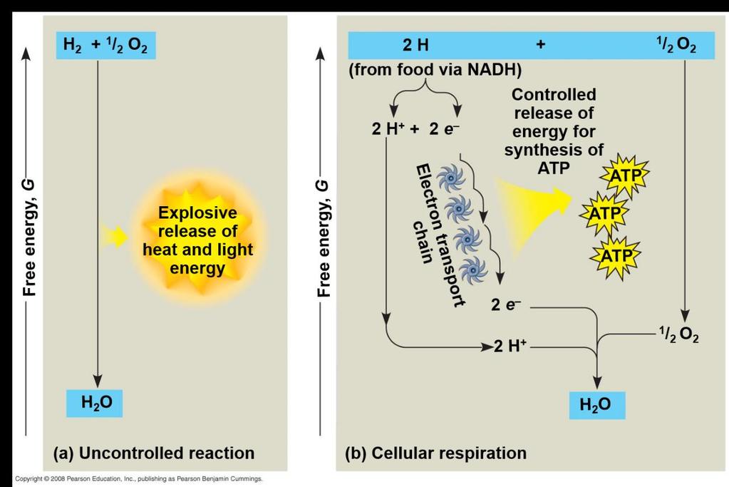 NADH passes the electrons to the electron transport chain Unlike an uncontrolled reaction, the electron transport chain passes electrons in a series