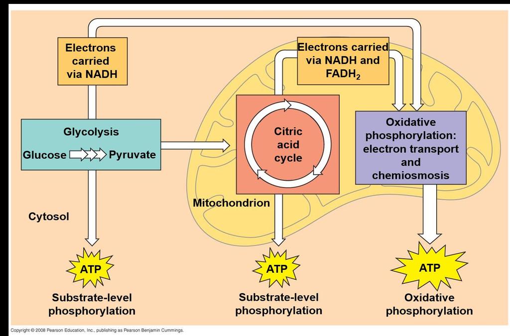 The Stages of Cellular Respiration: A Preview Cellular respiration has three stages: Glycolysis (breaks down glucose into two molecules