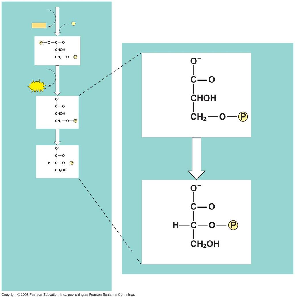 Fig. 9-9-7 2 NAD + 6 Triose phosphate dehydrogenase 2 NADH 2 P i + 2 H + 2 1, 3-Bisphosphoglycerate 2 ADP 7 Phosphoglycerokinase 2