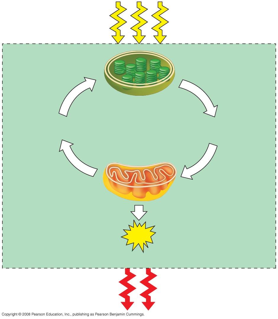 Fig. 9-2 Light energy ECOSYSTEM CO 2 + H 2 O Photosynthesis in chloroplasts Cellular