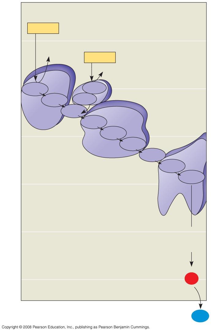 Fig. 9-13 NADH 50 2 e NAD + FADH 2 40 FMN Fe S Ι e 2 FAD FAD Fe S ΙΙ Multiprotein complexes Q Cyt b