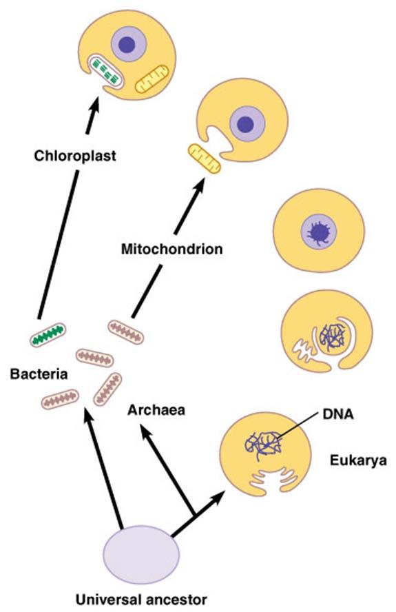 Origin of Mitochondria (and
