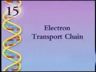 55 Electron Transport hain NAD + + H e p H e- + Q e FADH 2 H NAD + dehydrogenase H e FAD Building proton gradient!