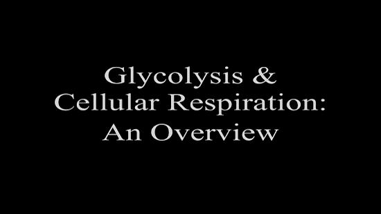 13 ellular Respiration Stage 1: Glycolysis 14 Glycolysis Breaking down glucose glyco lysis (splitting sugar)