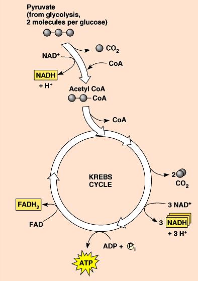Electron Carriers = Hydrogen Carriers Krebs cycle produces