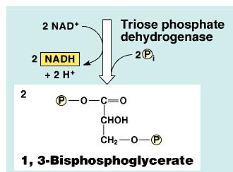 and Krebs cycle 2 NADH 8 NADH 2