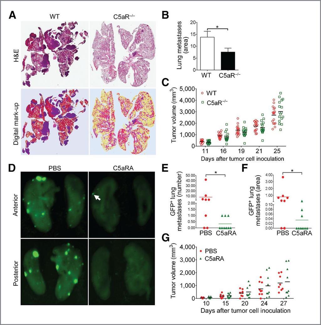 C5aR signaling promotes metastasis to the lungs of breast tumor bearing mice.