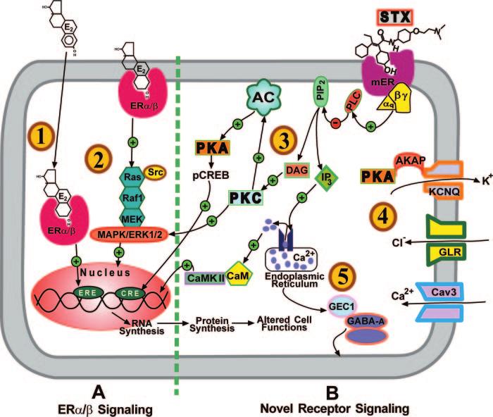 Roepke et al. Estradiol Regulates Gene Regulation via a Membrane Receptor Endocrinology, December 2008, 149(12):6113 6124 6121 FIG. 5.