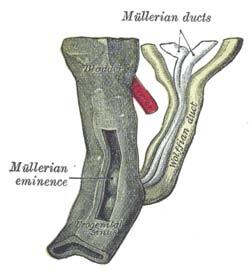Mullerian Duct Formation first description by Johannes Peter Muller in 1830 origin of the Mullerian duct remains controversial lineage-tracing experiments in chicken and mouse embryos show that all