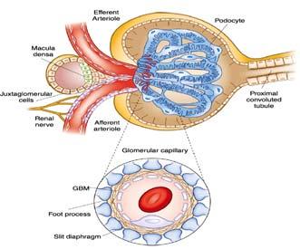 Glomerular ultrafiltration Glomerulus Unique capillary interposed between 2 arterioles Podocytes Glom