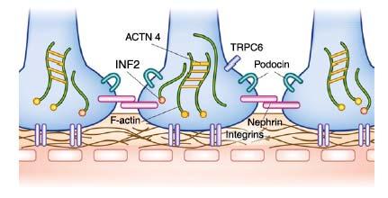 , NPHS1 (nephrin), NPHS2 (podocin) Role of glomerular endothelial cells Anionic glycocalyx: charge barrier