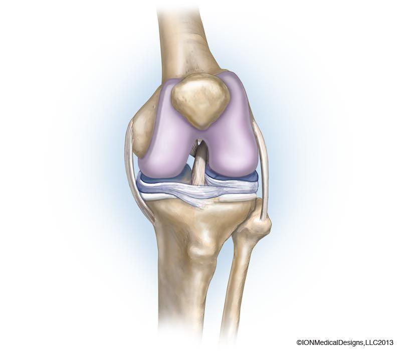 movable joints -