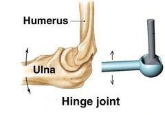 Types of Movable Joints Hinge Joint: allows