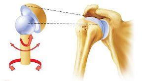 Types of Movable Joints Ball-and-socket Joint: allow