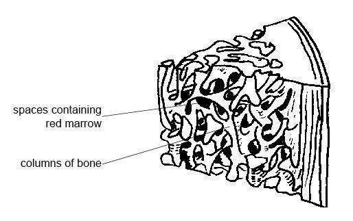 Bone Tissues Spongy bone: located just inside the compact bone and at the ends of