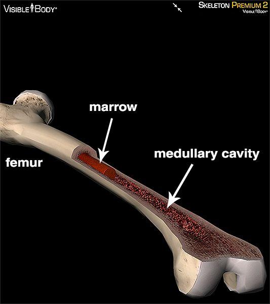 Bone tissues Marrow: a soft, connective tissue in the spaces of bone Two types of marrow Red marrow: