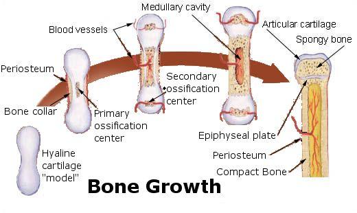 Bone Growth bones are alive-- they contain cells and tissues bones form new bone tissue as you grow Your bones absorb the force of your