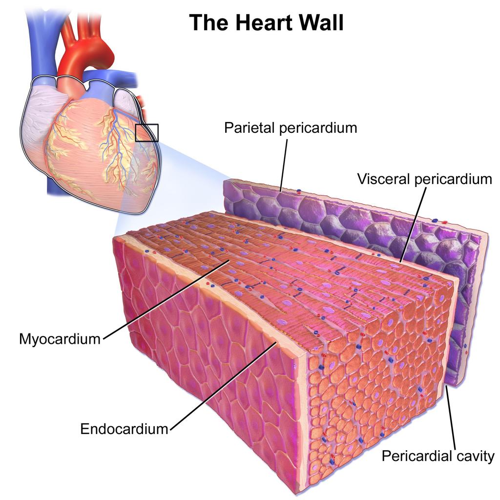 Cardiac muscles Characteristics: Involuntary muscles