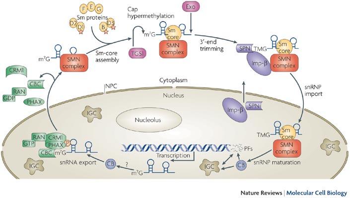 SMN (survival of motor neuron) complex