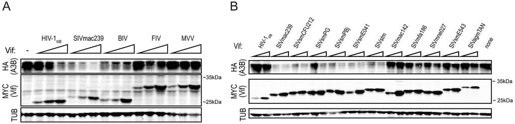 (A3G), and APOBEC3H (A3H), have the ability to restrict the lentivirus human immunodeficiency virus-1 (HIV-1) in T lymphocytes by catalyzing mutations in the viral genome and interfering with reverse