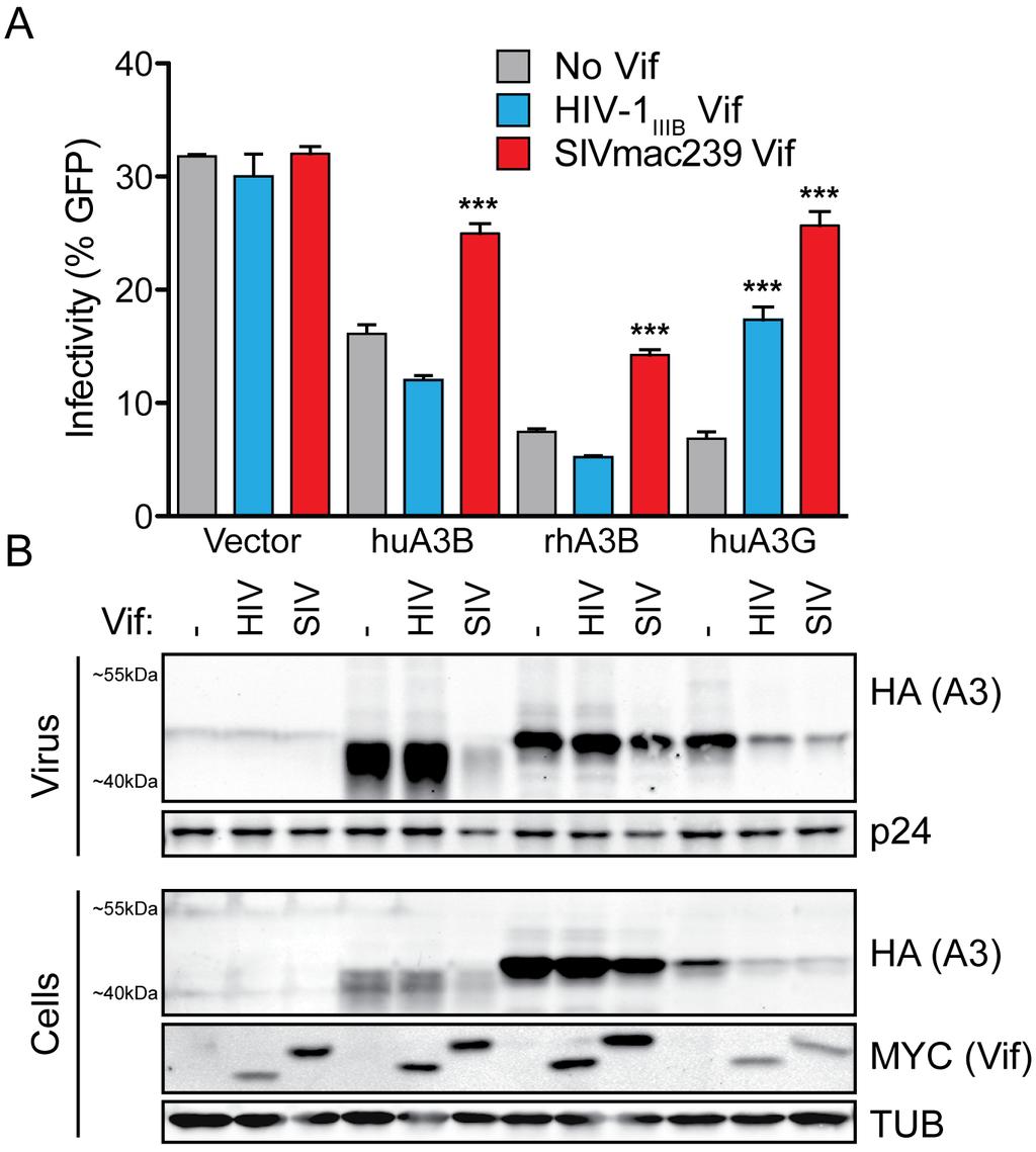 To determine if degradation of hua3b is a property elicited by Vif from multiple SIV strains, we tested a diverse panel of SIV Vif expression constructs.
