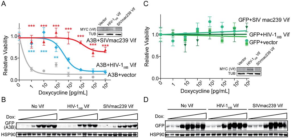 with no Vif (Fig. 4B). Stable expression of SIVmac239 Vif robustly counteracted hua3b and showed fully rescued or significantly increased levels of viability at all tested doxycycline concentrations.
