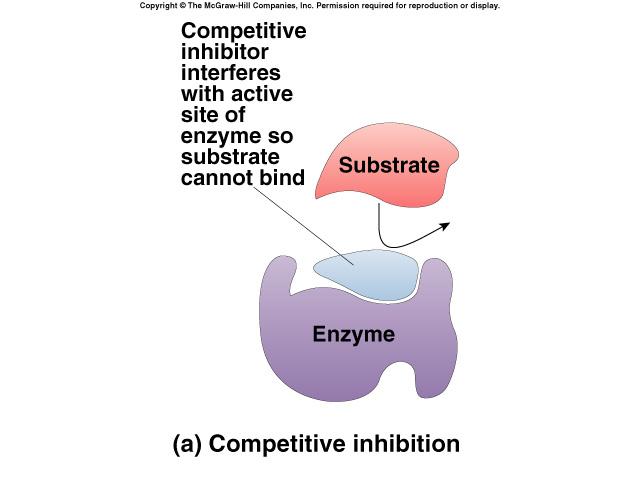 Competitive Inhibitor Inhibitor & substrate compete for active site penicillin blocks enzyme bacteria use to build cell walls disulfiram (Antabuse) treats chronic alcoholism blocks enzyme that breaks